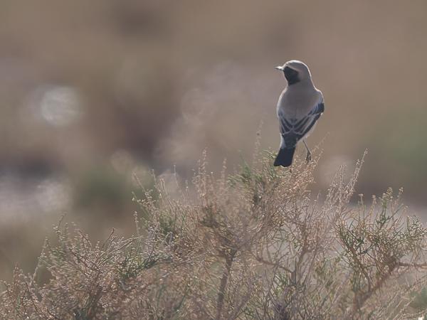 <h3><a href="/trips/marokko/biota/animalia/chordata/aves/040 passeriformes/108 muscicapidae/oenanthe deserti/oenanthe deserti-nl.html">Oenanthe&nbsp;deserti</a> / Desert&nbsp;wheatear / Woestijntapuit</h3>OM-1 Mark II met OLYMPUS M.150-400mm F4.5 TC, 1/2000 sec  bij F5.6, ISO 800, afstand 49.2&nbsp;m